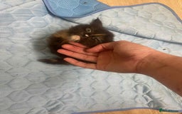 Maine Coon cats for sale: Xl mainecoon kittens full breed non reg  - Image 22
