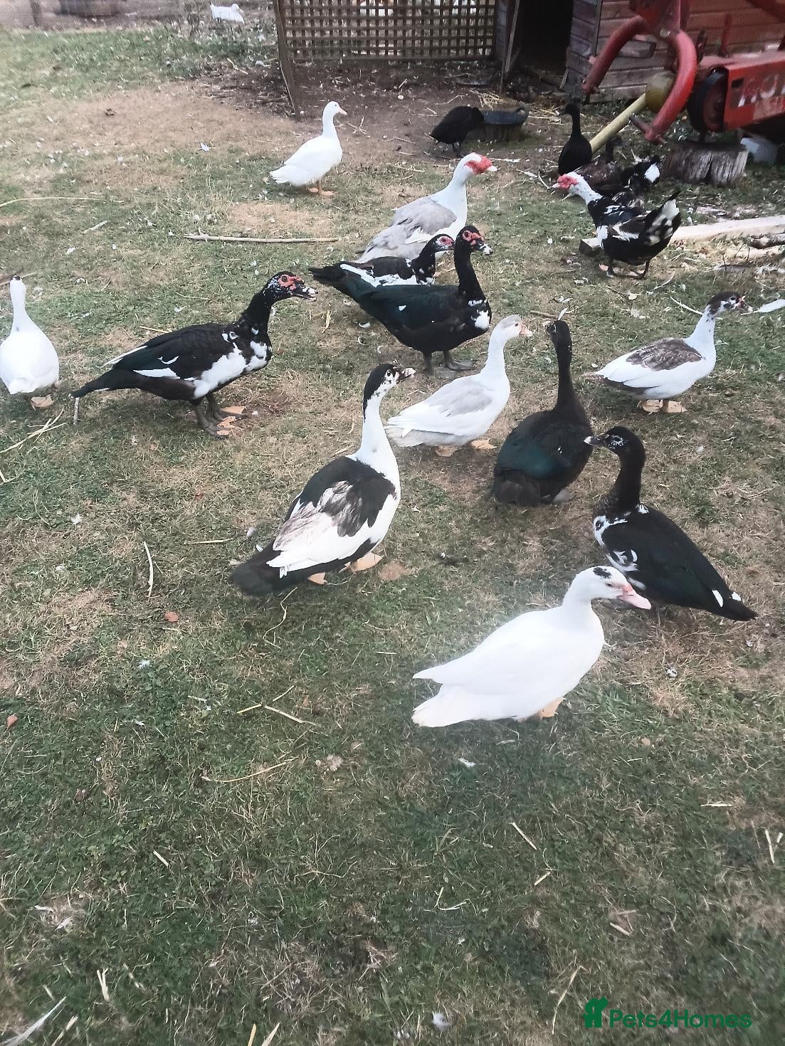 Ducks poultry Muscovy Ducks for sale - Advert 1