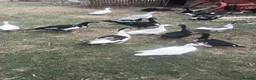 Ducks poultry for sale: Muscovy Ducks for sale in Alton - Advert 1