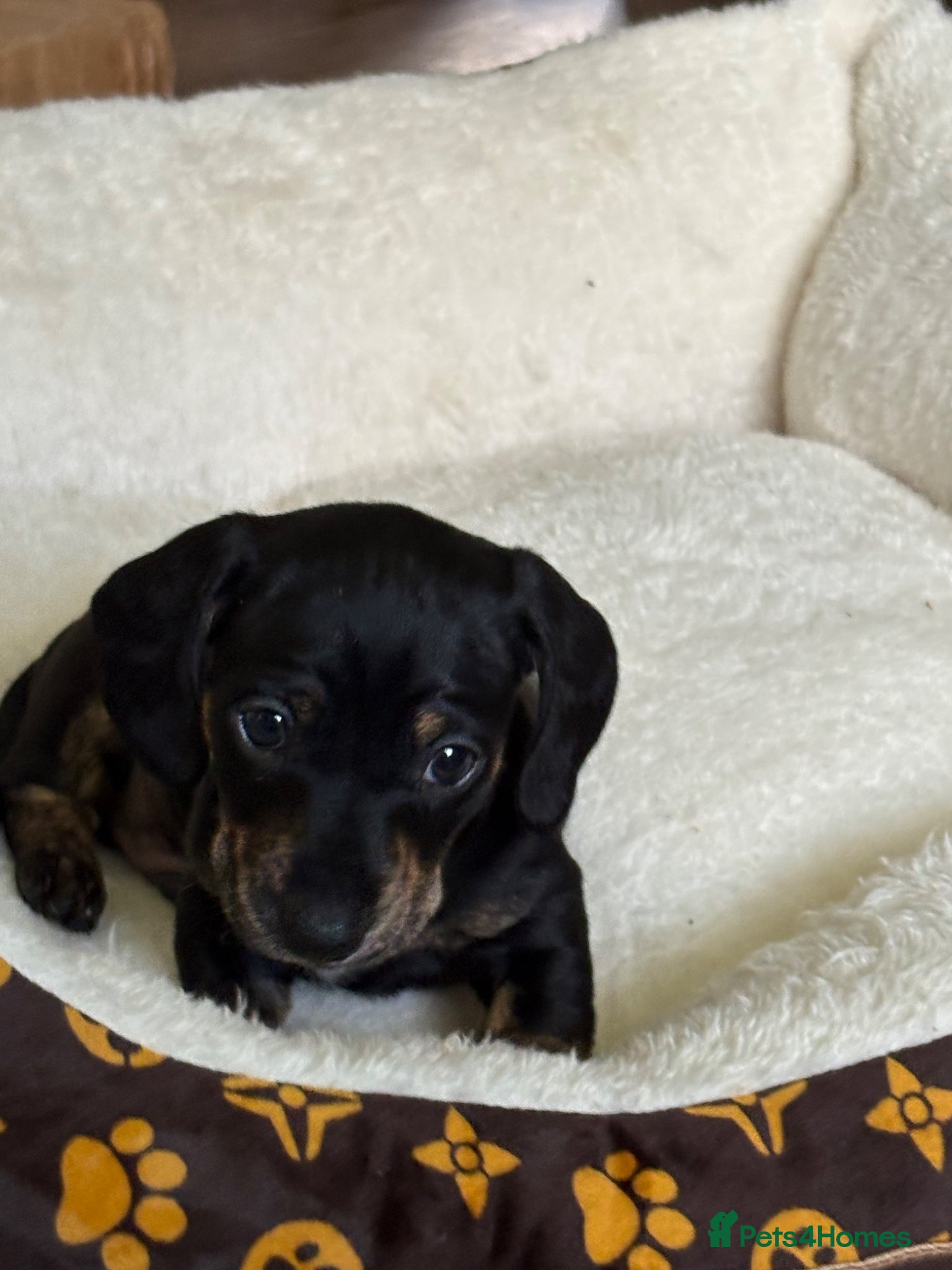 Miniature Dachshund dogs one mini dachshund pup - Advert 2