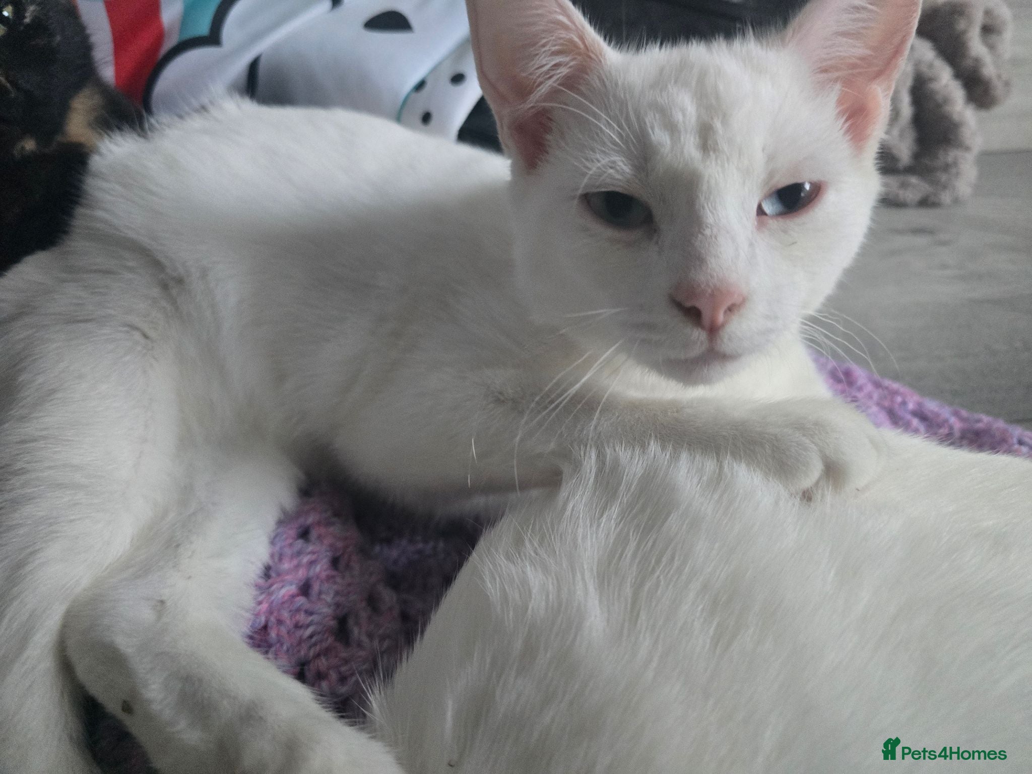 Mixed Breed cats 3 older kittens - Advert 3