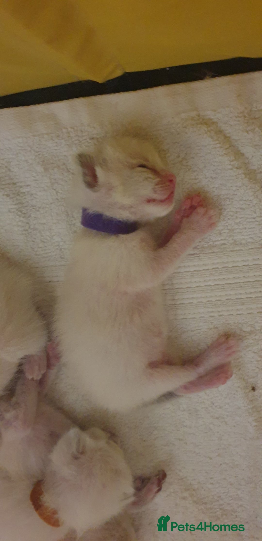 Ragamese cats for sale: Beautiful Ragamese Kittens  - Advert 7