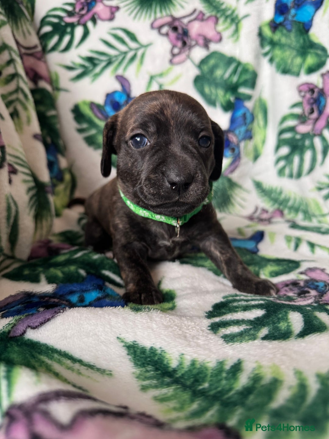 Mixed Breed dogs for sale: Beautiful Daffys - staffy cross dachshund  - Image 5