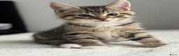 Abyssinian cats for sale: 6 Abyssinian & Tabby Kittens Available - Advert 3