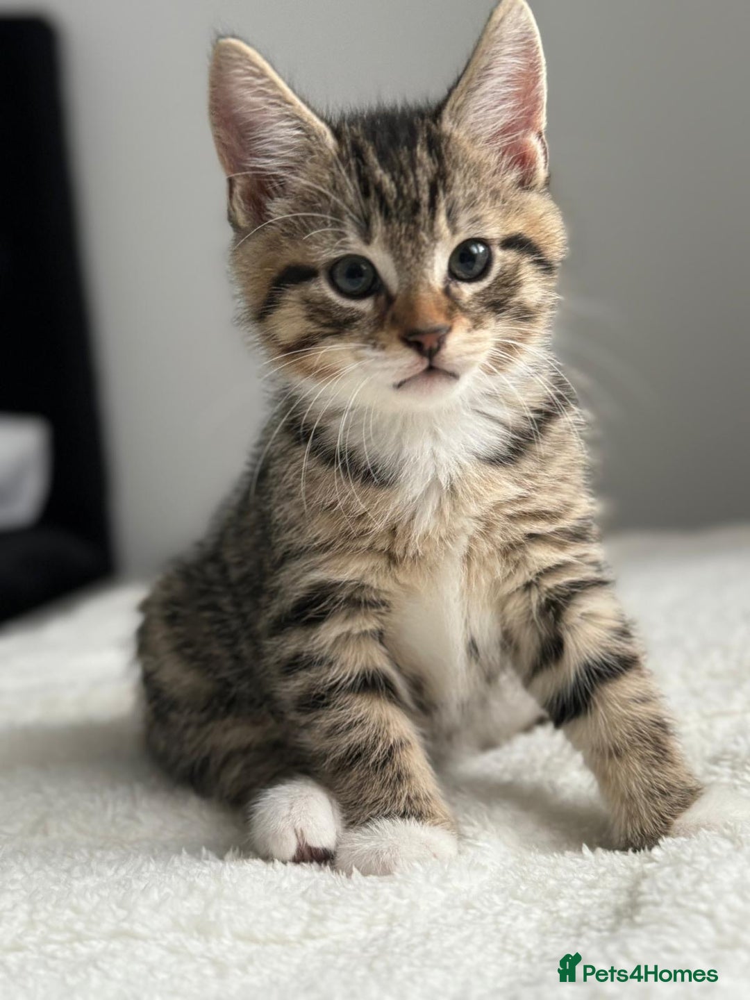 Abyssinian cats for sale: 6 Abyssinian & Tabby Kittens Available - Advert 3