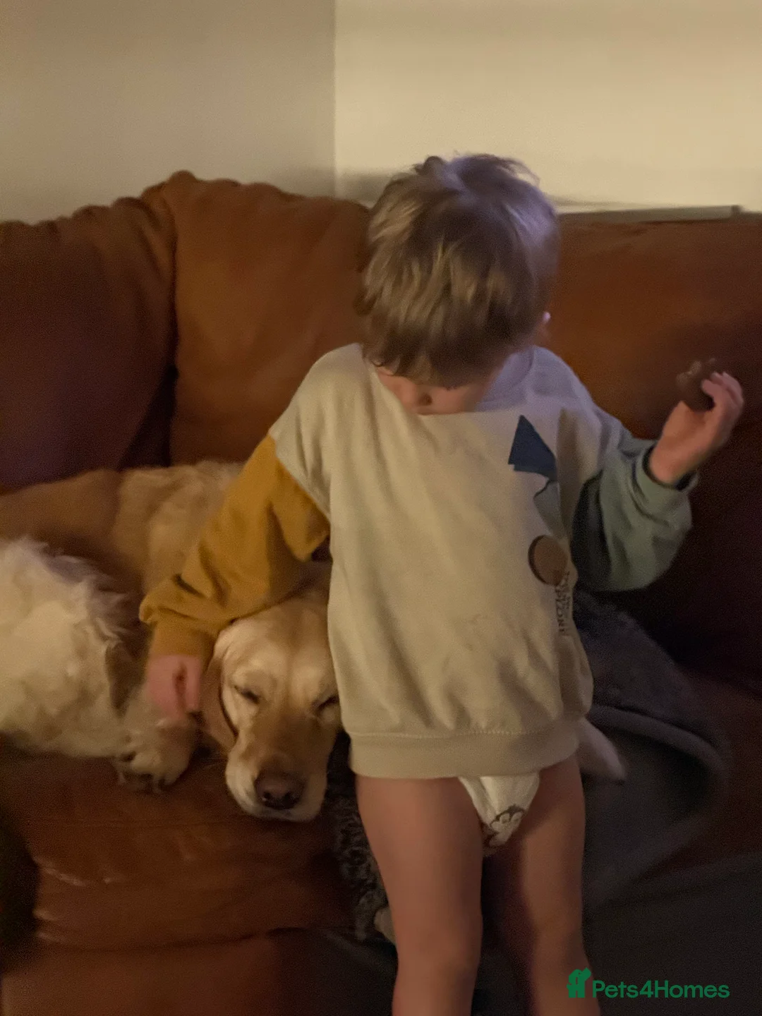 Golden Retriever dogs for sale: Golden Retriever / Female / 5ys in Swadlincote - Advert 2