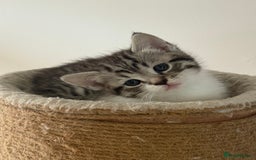 British Shorthair cats for sale: Beautiful half BSH Kittens  - Image 1