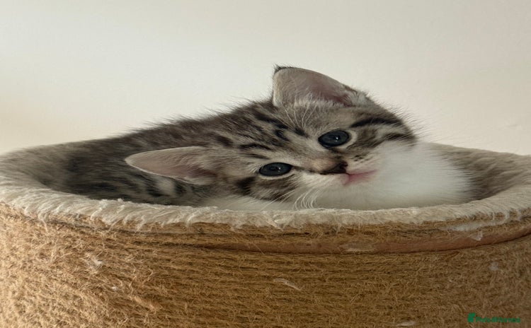 British Shorthair cats - Advert 16