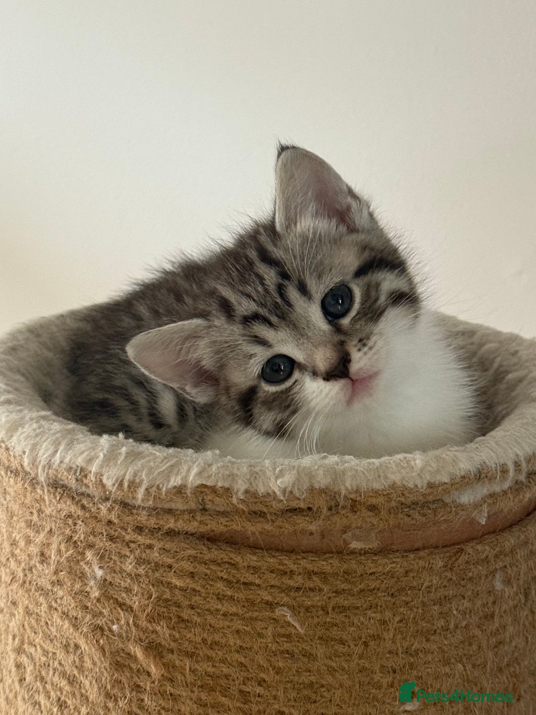 British Shorthair cats for sale: Beautiful half BSH Kittens  - Image 1