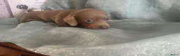 Dachshund dogs for sale: Dachshund  - Advert 4