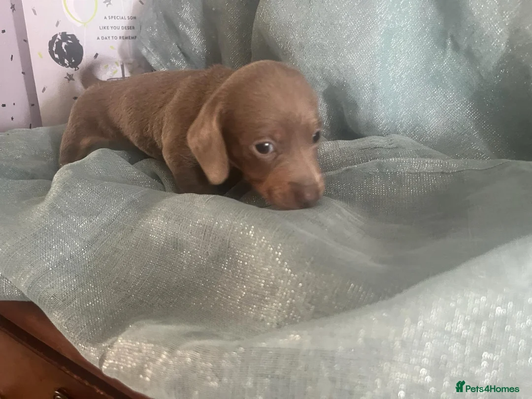 Dachshund dogs for sale: Dachshund  - Advert 4