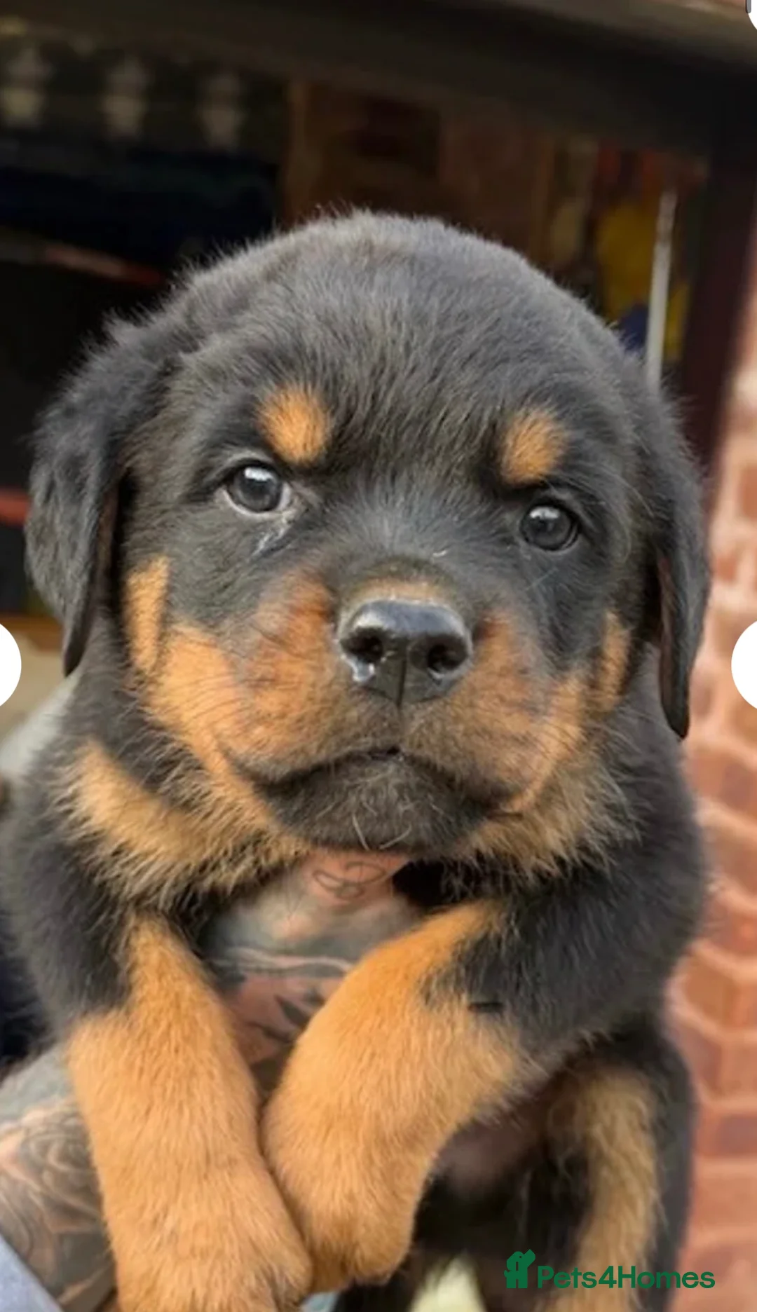 Rottweiler dogs for sale: Rottweiler puppies KC registered 2 boys left  in Northampton - Advert 2