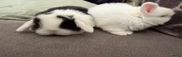 Mini Lop rabbits for sale: Beautiful Mini Lops to reserve  - Advert 17