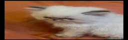 Persian cats for sale: Gorgeous Pure Persian Kittens  in London - Advert 3