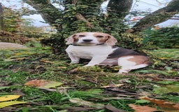 Beagle dogs for adoption: Charlie - the Beagle - Image 11