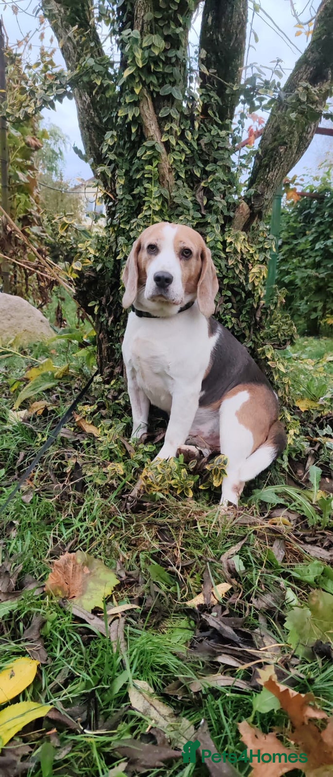 Beagle dogs for adoption: Charlie - the Beagle - Image 11