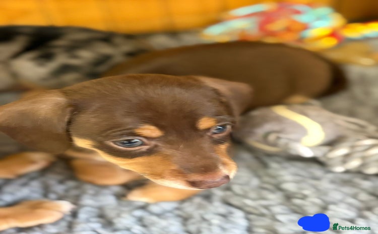 Mixed Breed dogs - Advert 13