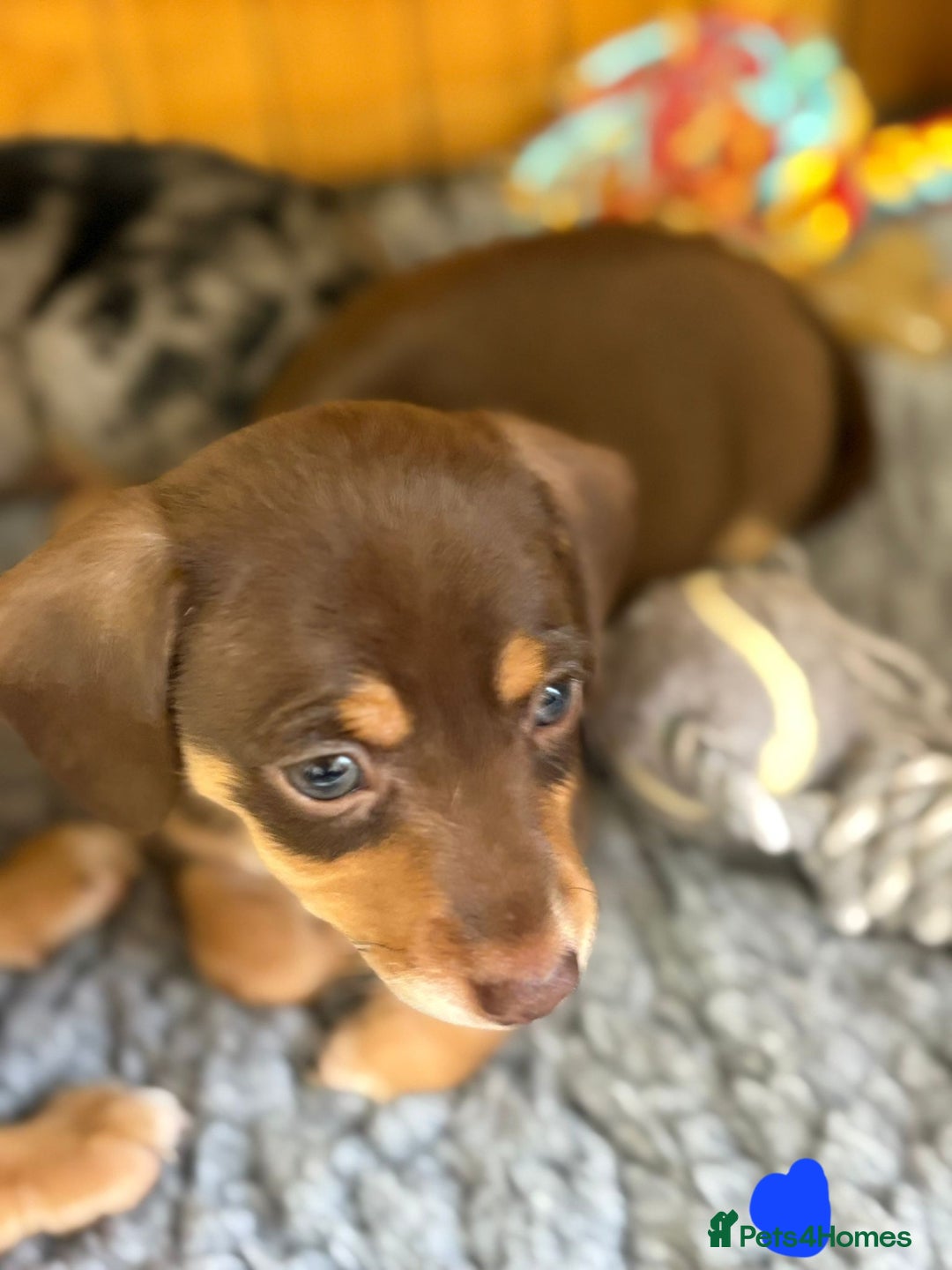 Mixed Breed dogs for sale: Dachshund x Jack russell - Image 1