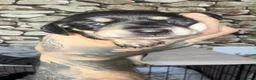 Miniature Dachshund dogs for sale: KC Registered Mini Dachshund Puppies – Available - Advert 4