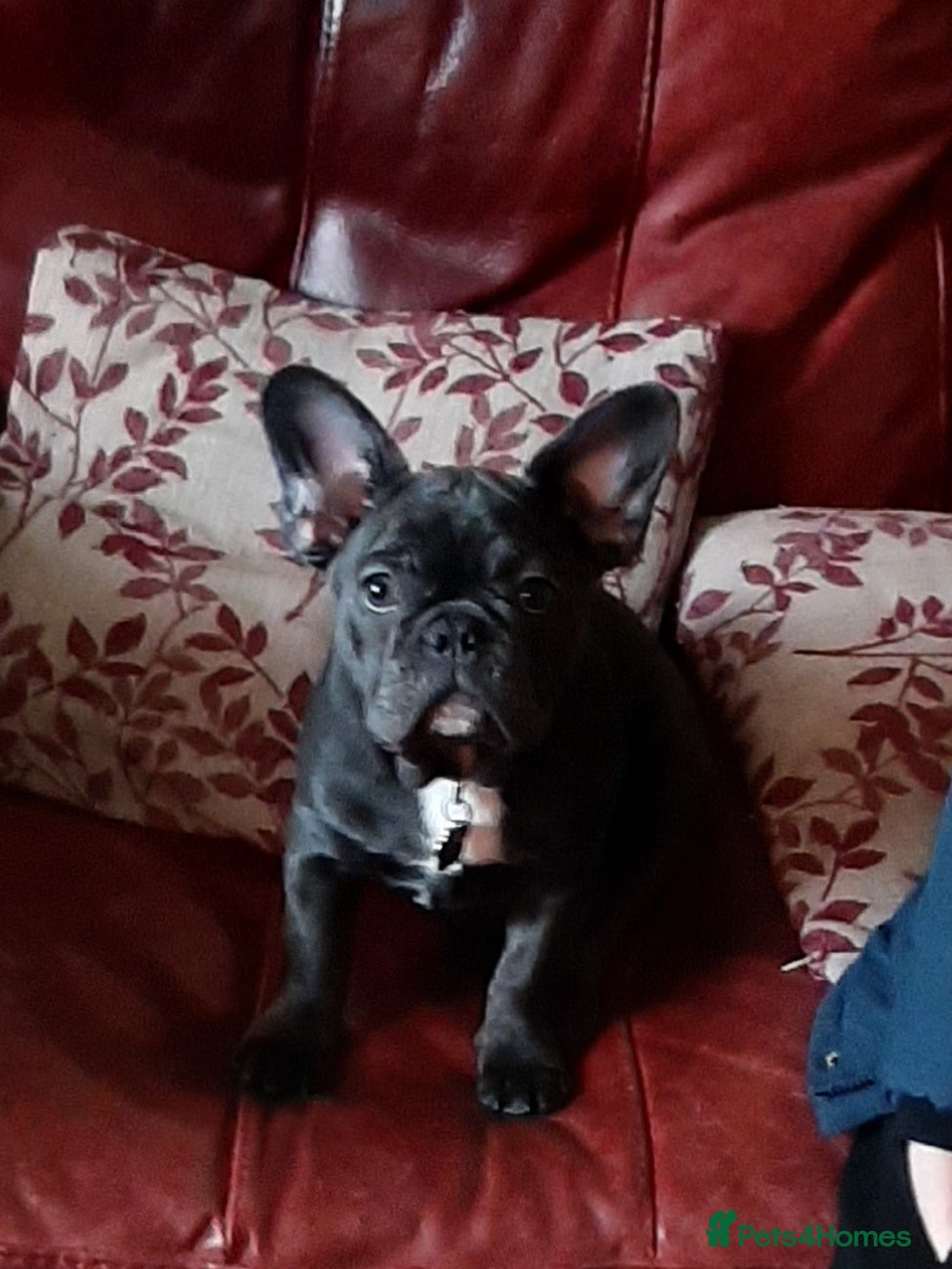 French Bulldog dogs French Bulldog needs rehoming - Advert 1