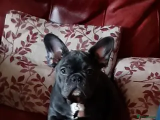 French Bulldog dogs French Bulldog needs rehoming - Advert 1