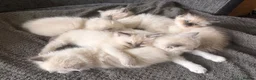 Ragdoll cats for sale: Beautiful litter of Ragdoll kittens - Advert 2