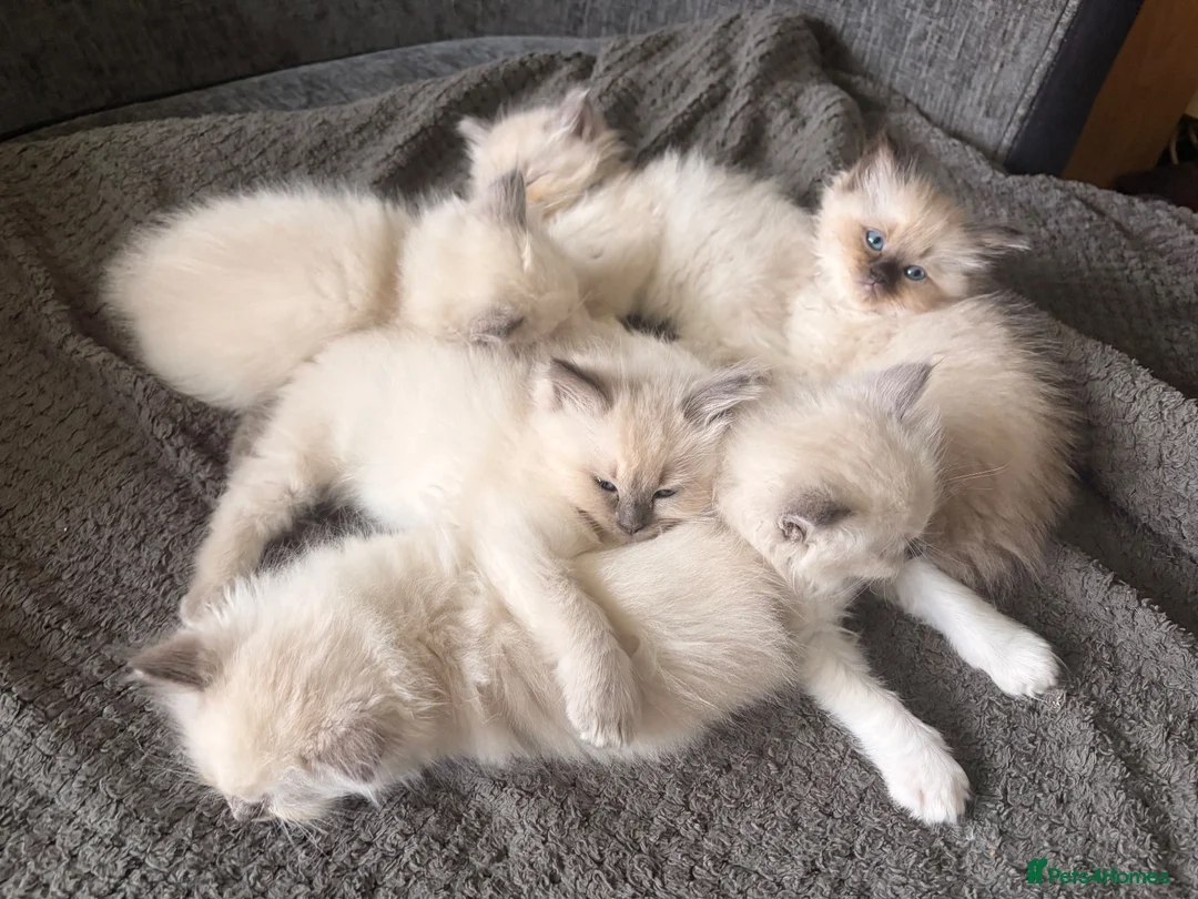 Ragdoll cats for sale: Beautiful litter of Ragdoll kittens - Advert 2