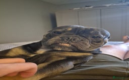 Mixed Breed dogs for sale: 2 Year Old Frenchie x English Bulldog - Image 3