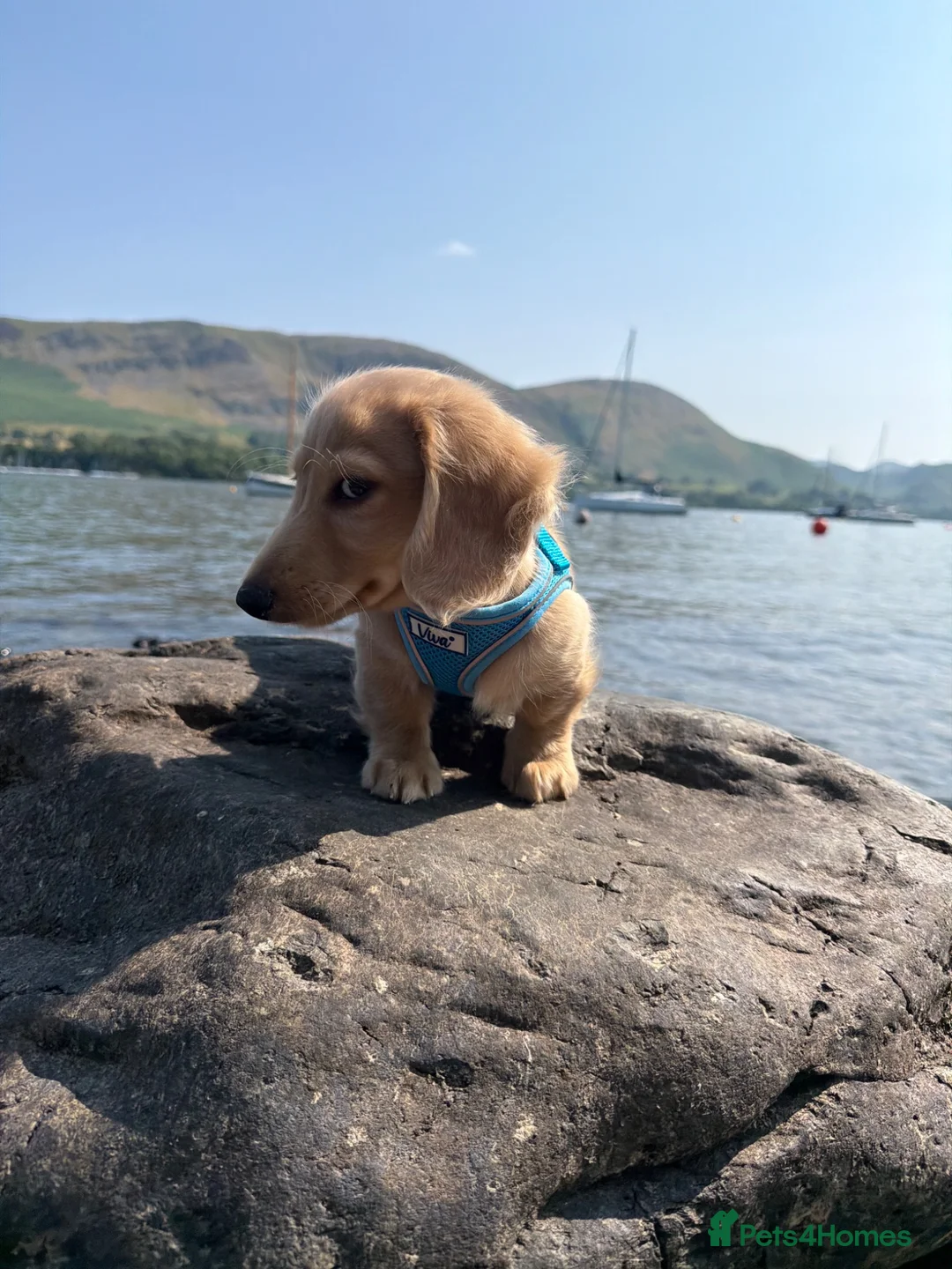 Miniature Dachshund dogs for sale: outstanding little cream long haired boy available - Advert 20