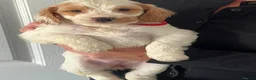 Cockapoo dogs for sale: Home Raised Stunning Cockapoo Puppies  in Clydebank - Advert 9