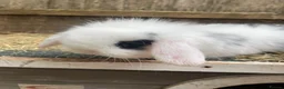 Mini Lop rabbits for sale: Beautiful mini lop babies  - Advert 14