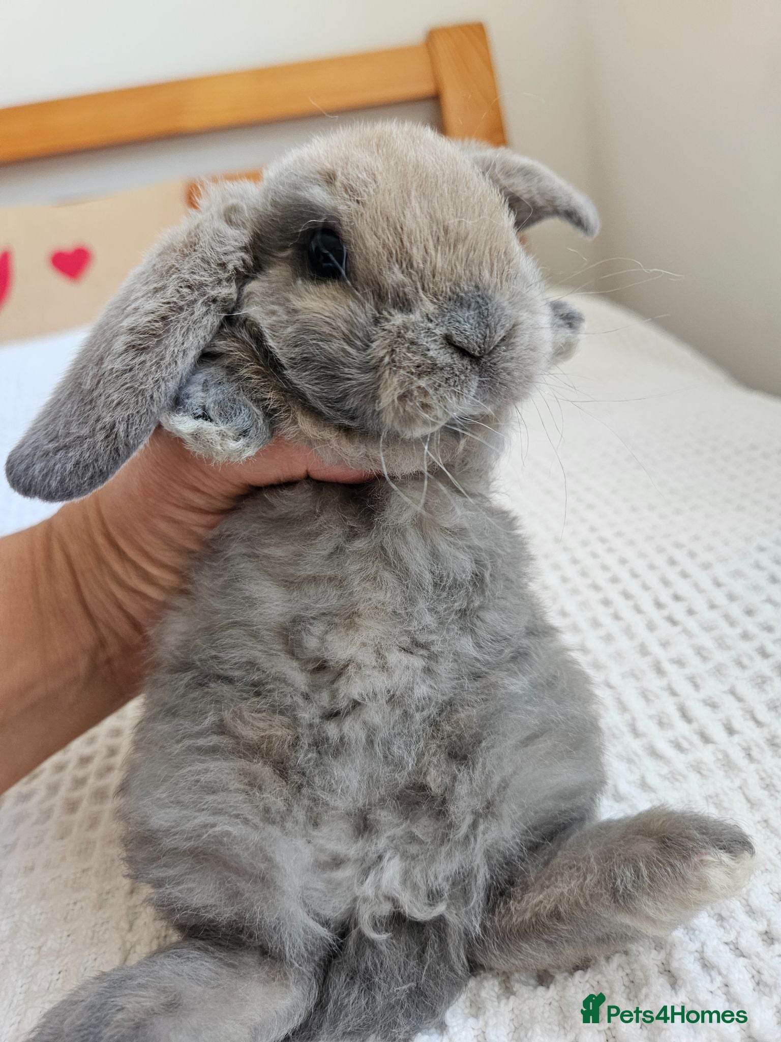 Mini Lop rabbits Mini Plush Lop Fairy Litter  - Suffolk - Advert 1