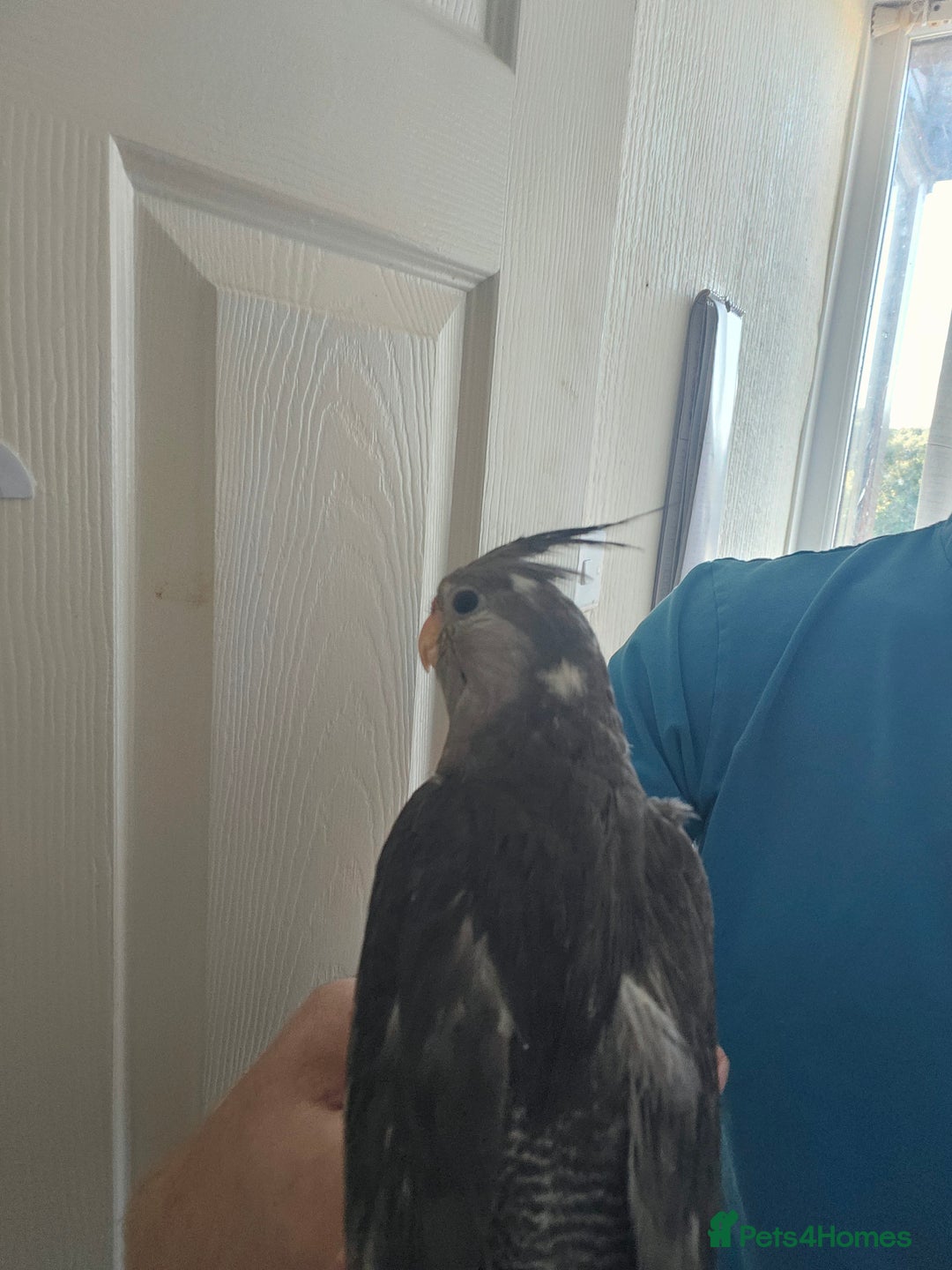 Cockatiels birds for sale: Cockatiel chicks hand tame  - Image 7