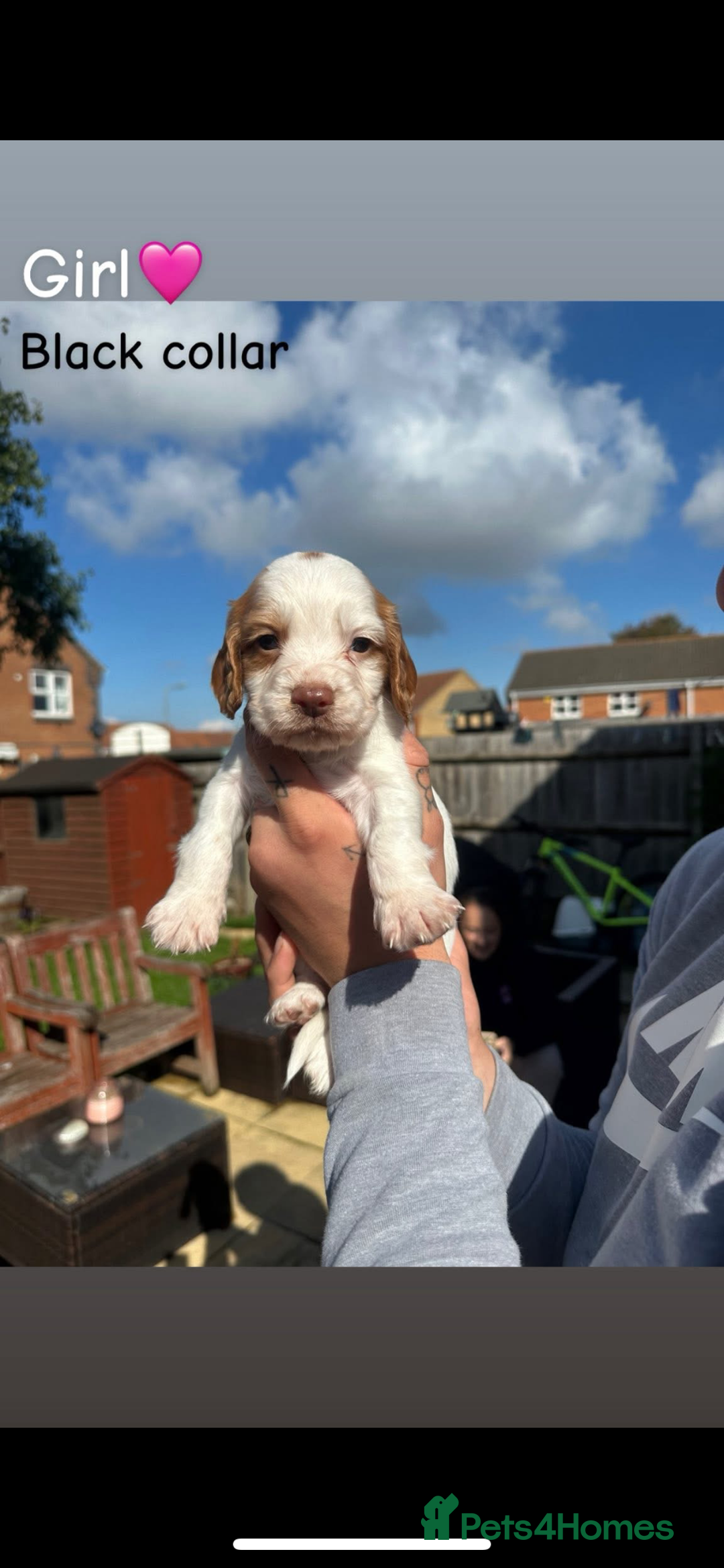 Cocker Spaniel dogs for sale: Cocker Spaniel Puppies ready 22nd October  - Image 7