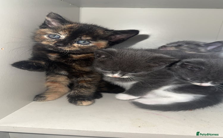 Mixed Breed cats - Advert 4