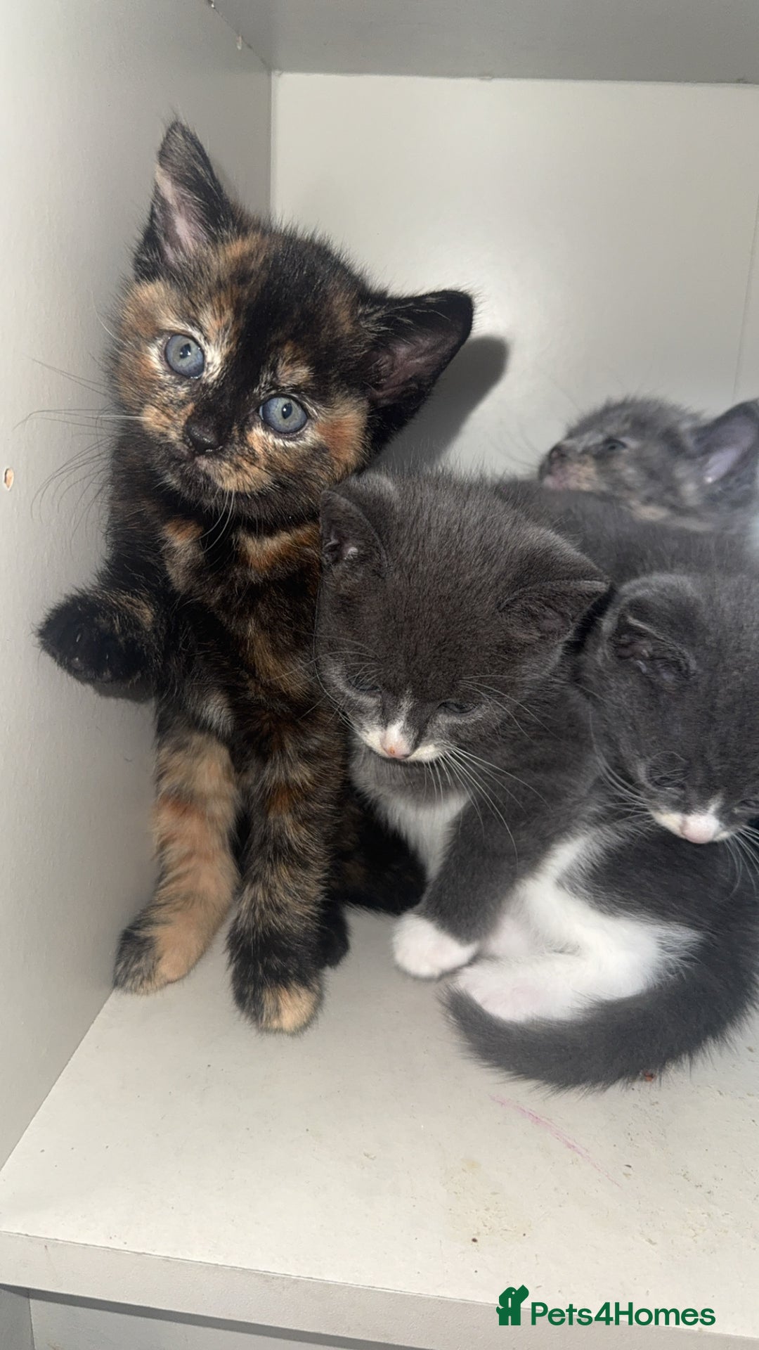 Mixed Breed cats for sale: Kittens  - Image 1