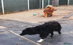 Mixed Breed dogs for adoption: Daisy, a Beautiful Soul - for a Loving Home in Nottingham - Image 9