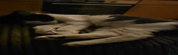 Mixed Breed cats for adoption: Bonded Rescue Kittens Looking for a Forever Home - Advert 11