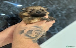 Pomeranian dogs for sale: Kc registered Pomeranians  - Image 3