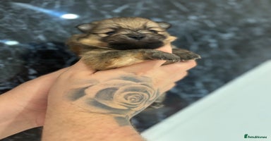 Pomeranian dogs - Advert 6