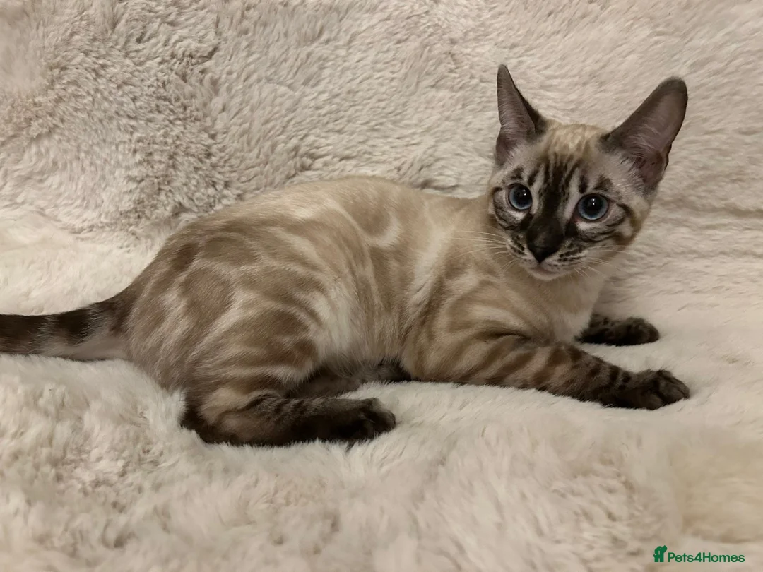 Bengal cats for sale: ⭐️ blue eyed snow lynx charcole female bengal ⭐️ - Advert 2