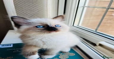 Ragdoll cats - Advert 9