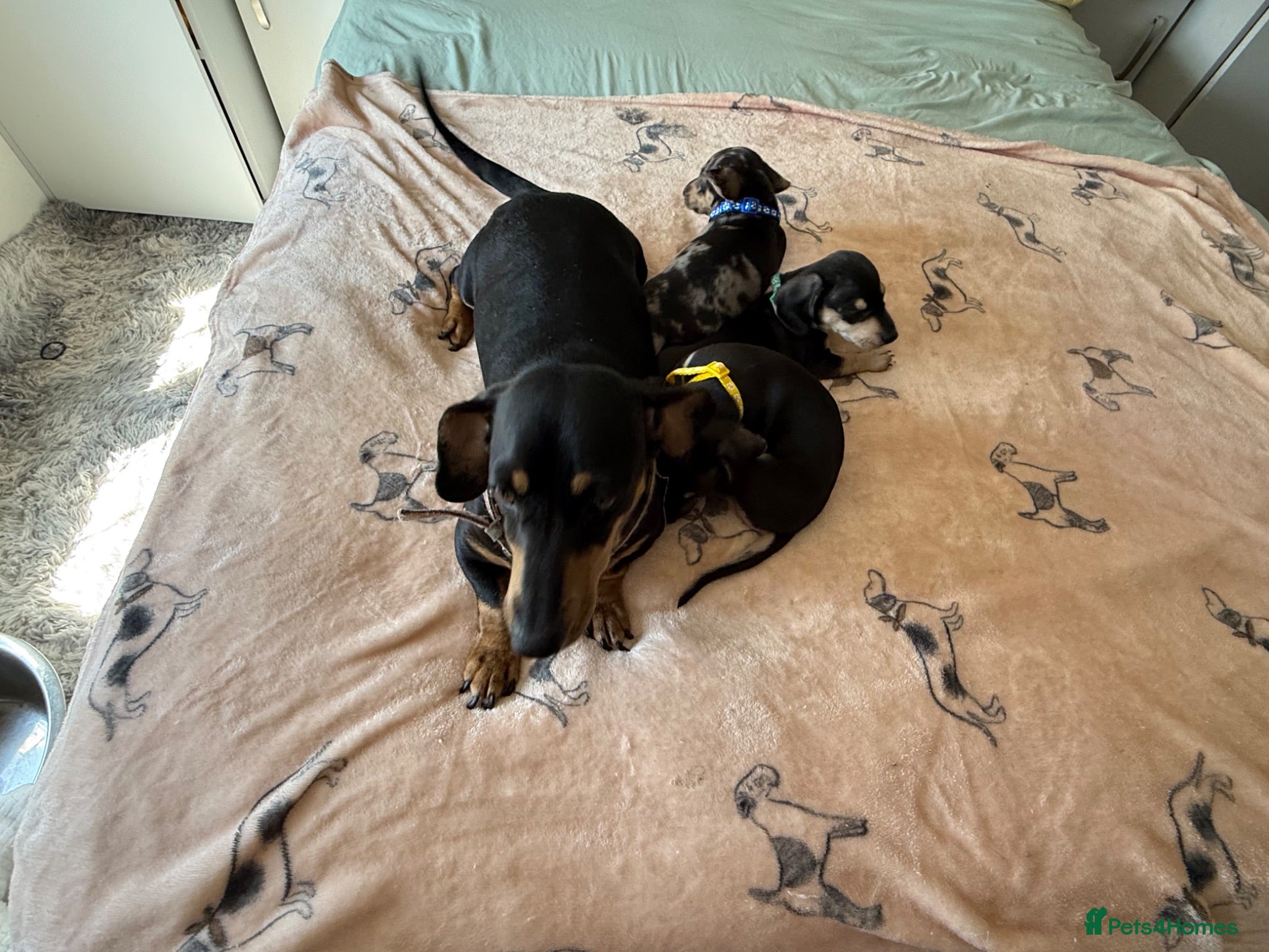 Dachshund dogs dachshund Puppies - Advert 2