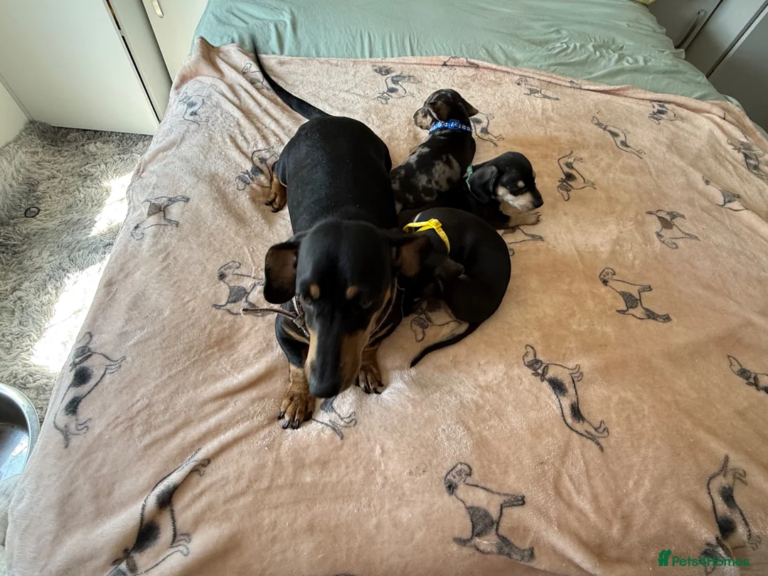Dachshund dogs for sale: dachshund Puppies - Advert 1