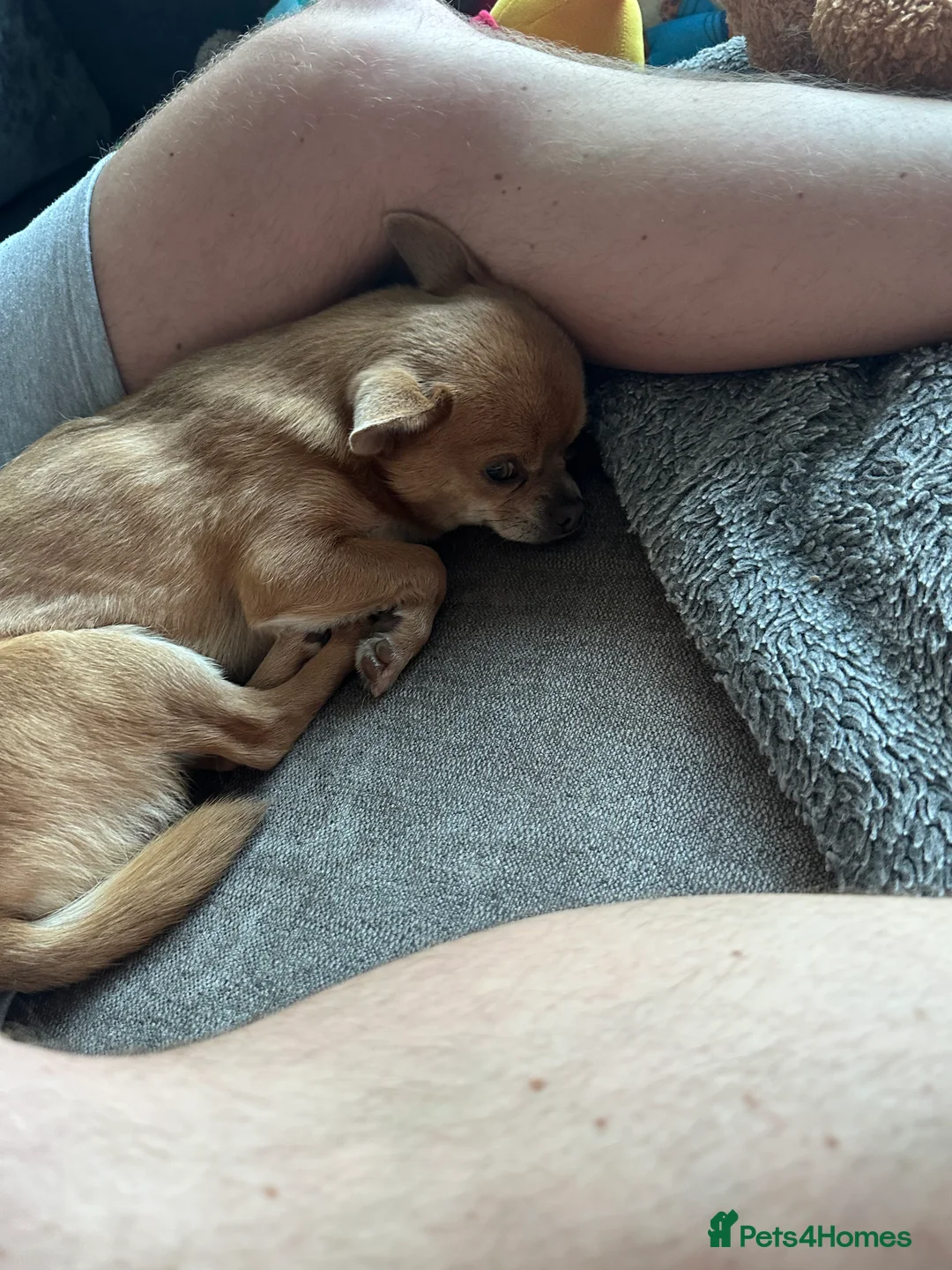 Chihuahua dogs for stud: Chihuahua short hair  - Advert 2