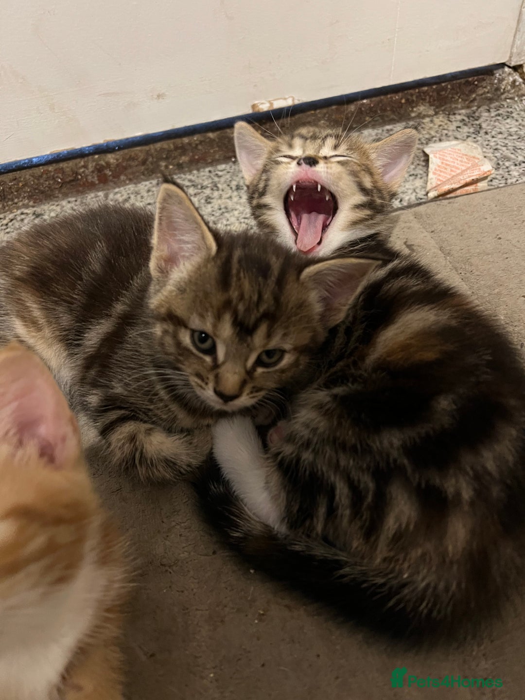 Mixed Breed cats for sale:  Beautiful Kittens for Sale – 2 Boys & 2 Girls 🐾 - Image 7