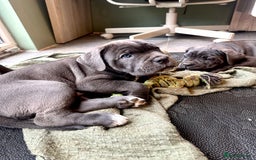 Cane Corso dogs for sale: Chunky cane corso puppies for sale ICCF registered - Image 2