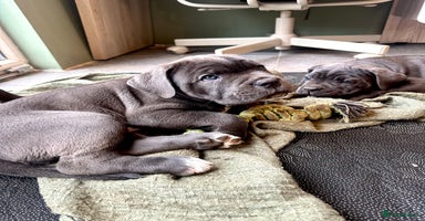 Cane Corso dogs - Advert 13