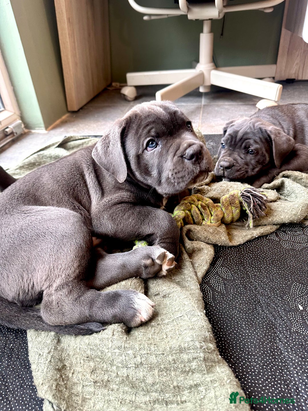 Cane Corso dogs for sale: Chunky cane corso puppies for sale ICCF registered - Image 2