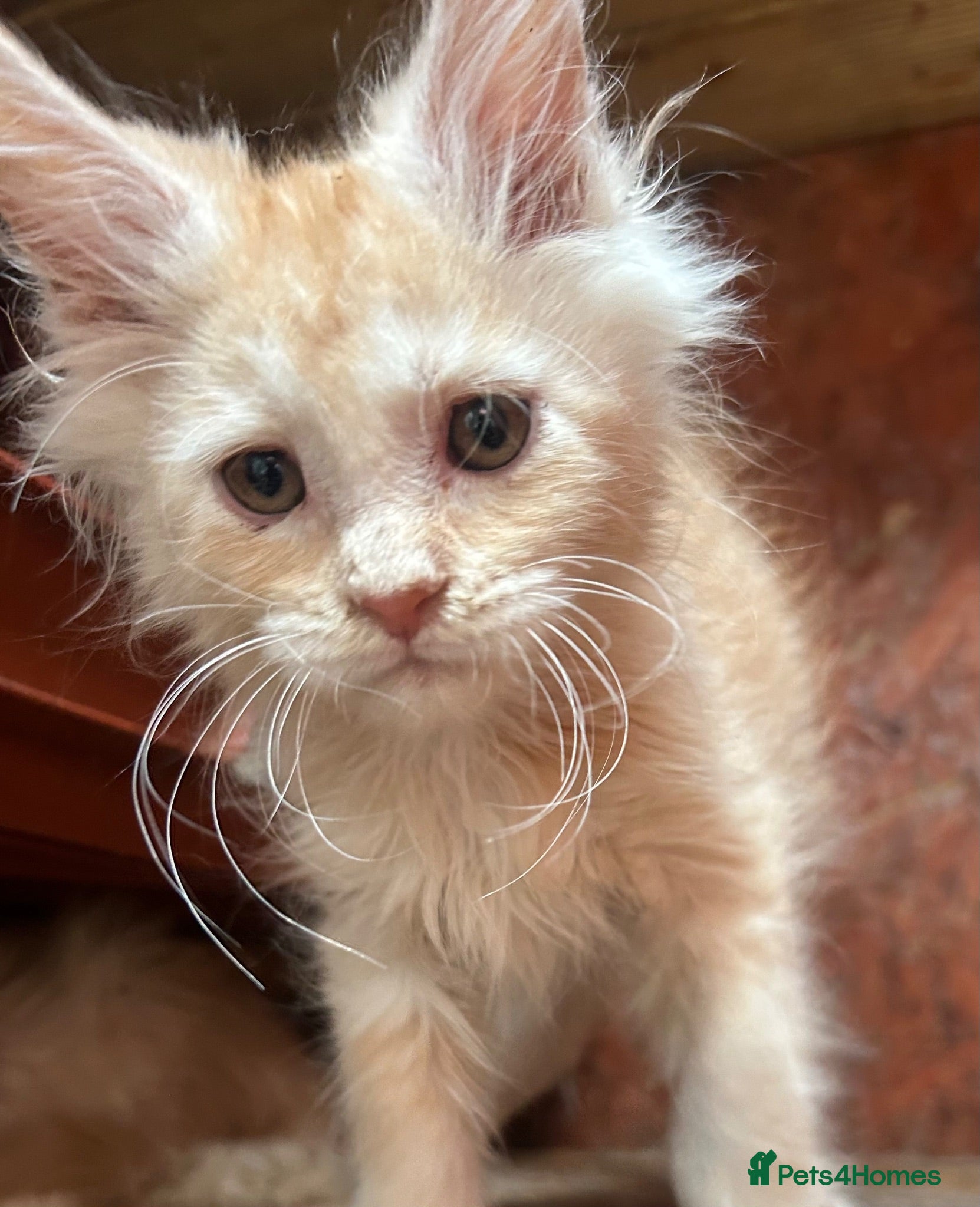 Maine Coon cats Stunning Maine coon kittens!! Tica  - Advert 1